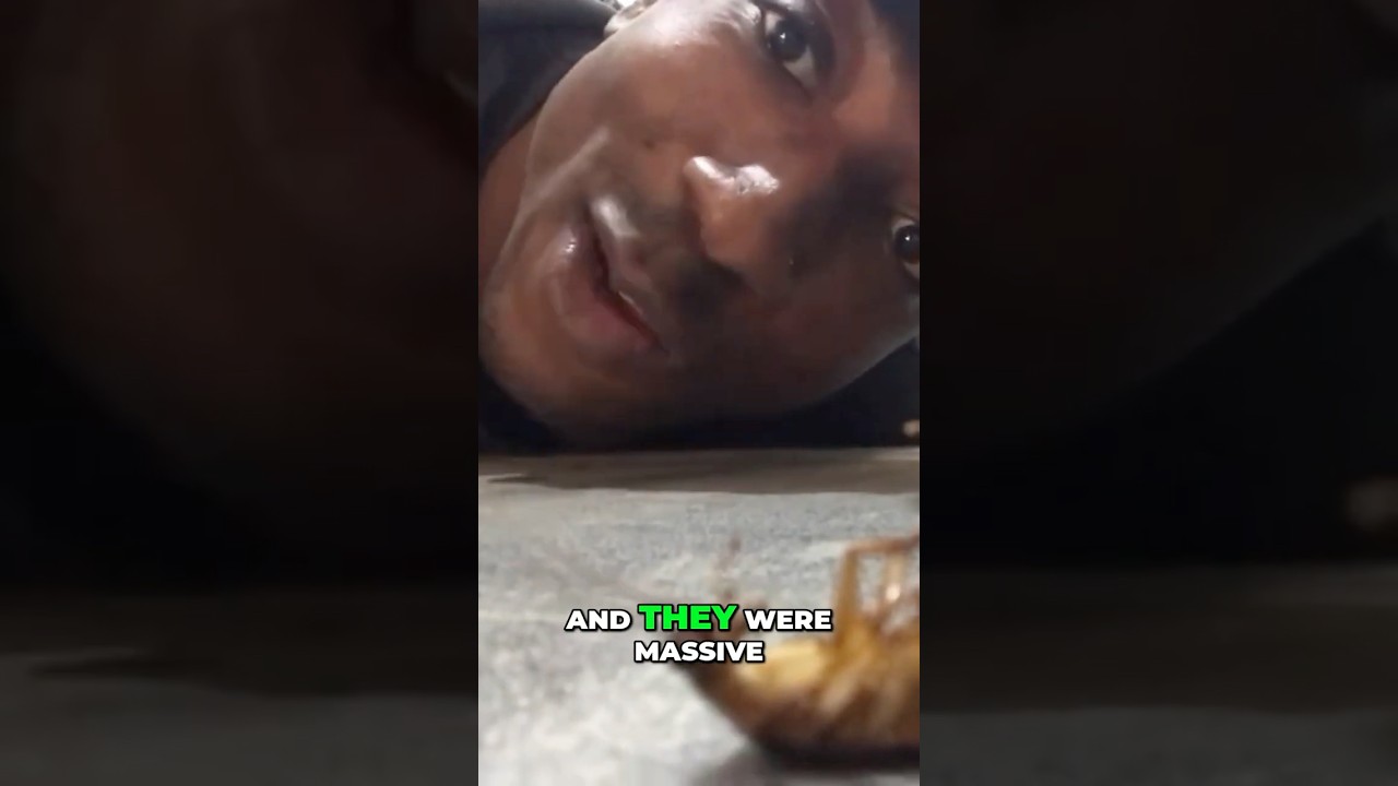 Massive Congolese Cockroaches  A Giant Insect Encounter!