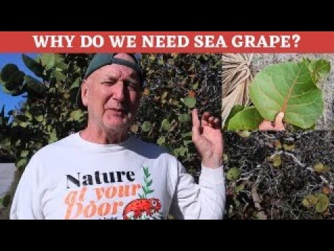 Delicious Sea Grape protects both the coast and dunes as well as sea turtles!