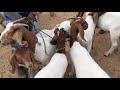 feira de Ouricuri pé em destaque as cabras boer veja!!!