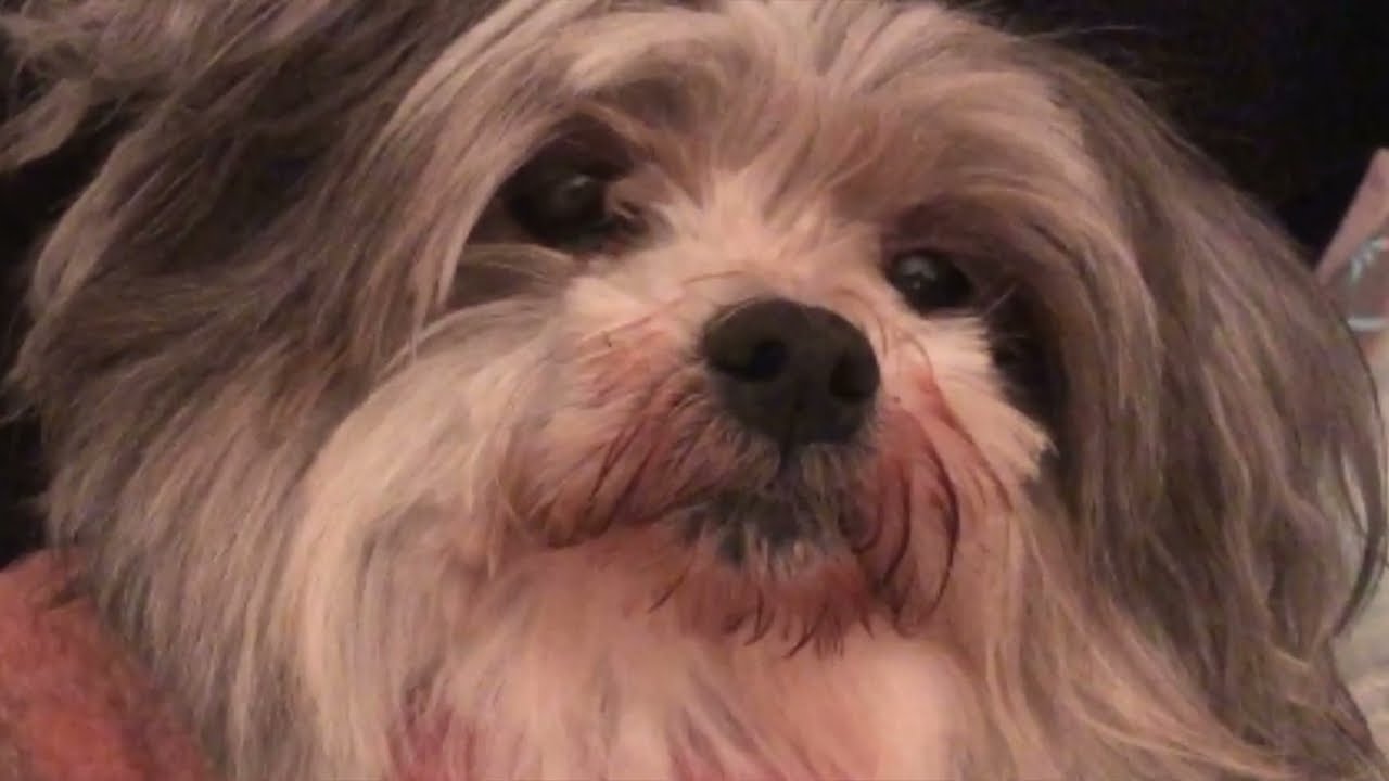 iTeraCare - Wand Magic With Dogs