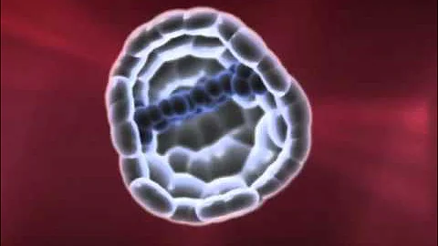 HHMI human embryonic development