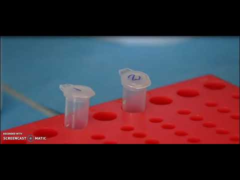 Plant DNA extraction - CTAB Method