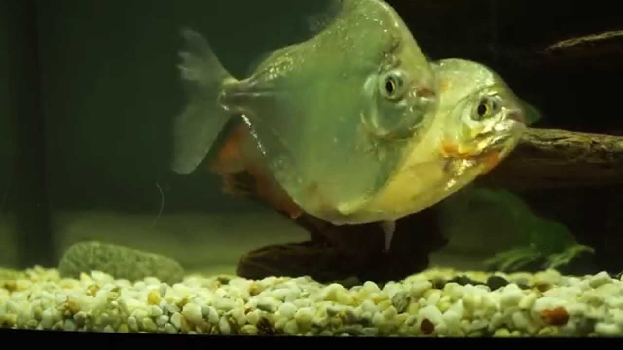 pics Silver Dollar Fish Eggs silver dollar mating
