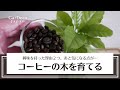 コーヒーの木を育てる！興味を持った理由２つと気になる点