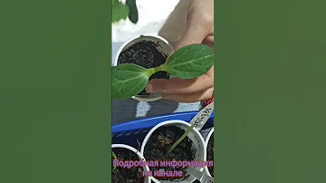 Прививка арбуза на лагенарию. 100 процентный результат. Огромные арбузы!