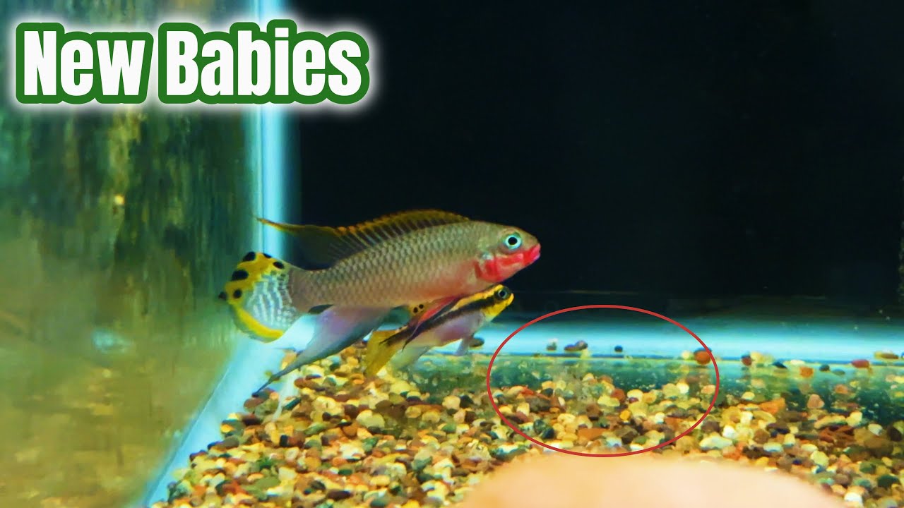 Finally, New Babies and New Fish.