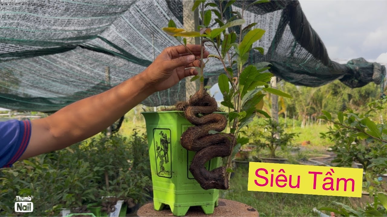 Clip 11..09733 88093 lĩnh anh…mai giống,mai phôi