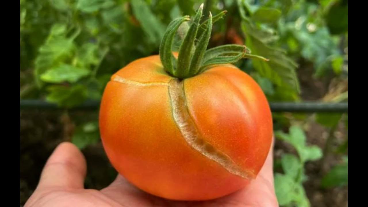 Белые пятна на помидорах на плодах. Трескаются томаты. Лопается помидора на кусту что делать. Треснутые помидоры. Лопается помидора на кусту что делать.