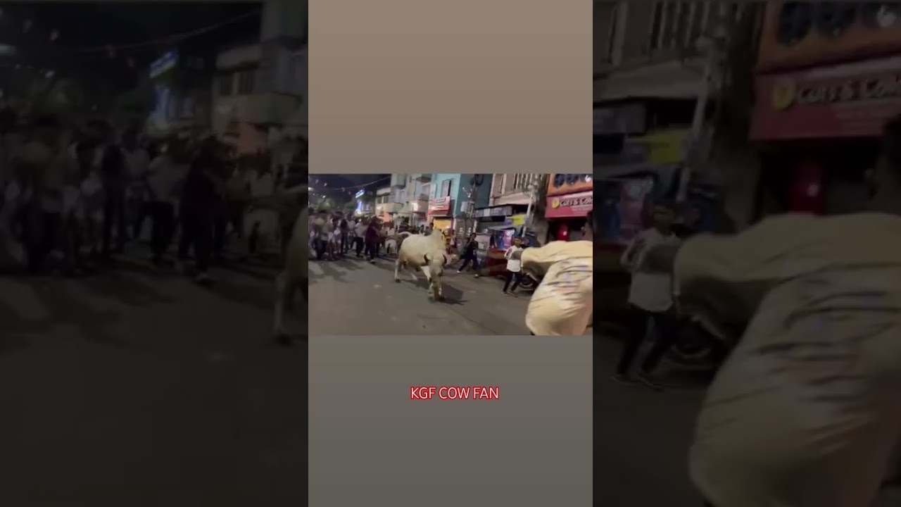 DANGER COW NEW VIDEO 2025 METIABRUZ GARDEN REACH 