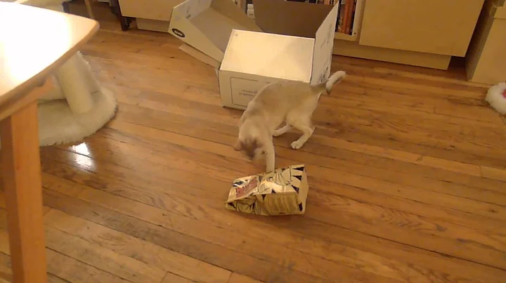 Video 11700581: siamese, cat bag, kitten toys