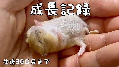 ハムスター Mp3