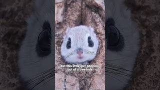 The Adorable World of Big-Eyed Flying Squirrels #animals #lovestory #science #shortfeed #squirrels
