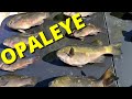 How to catch opaleye catch clean cook