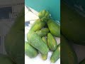 Papaya Harvesting
