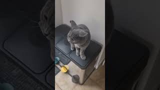 Training British Blue Shorthair cat with clicker and treats. Indoor to outdoor cat #britishbluecats