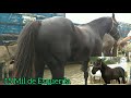 Feira dos Cavalos em Campina Grande-PB | Cavalo de Vaquejada | Cavalo de esquerda | Cavalo de 14 Mil
