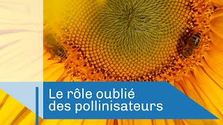 Le rôle oublié des pollinisateurs | Reportage CNRS