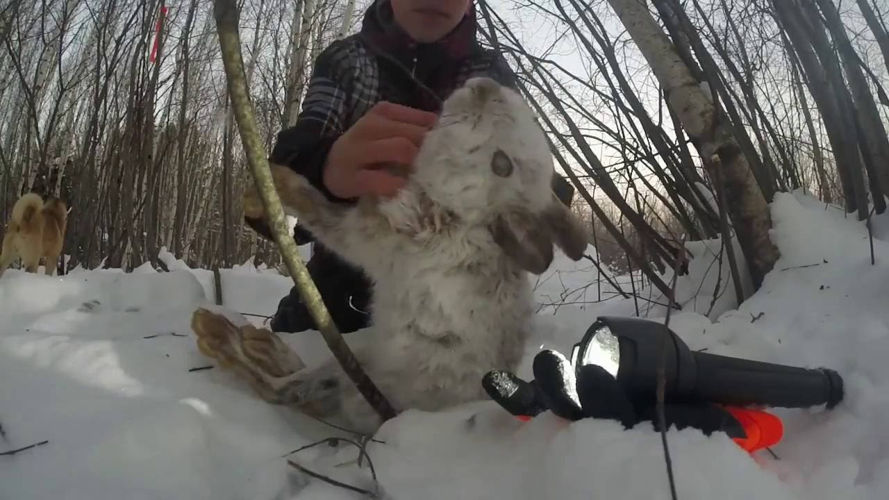 Rabbit snaring 2016 part 1 YouTube
