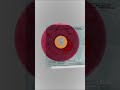 500 signed Assai Records Obi strip vinyl editions