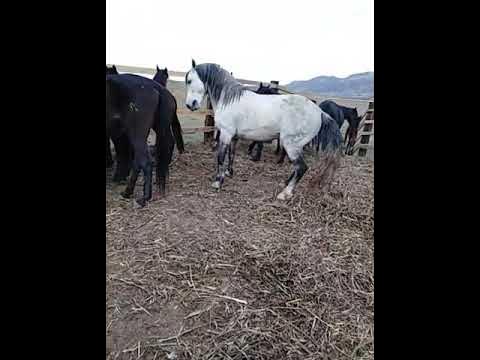 Постановка головы кабардинской лошади