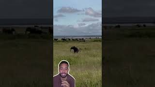 Filhote de elefante chamando a mãe