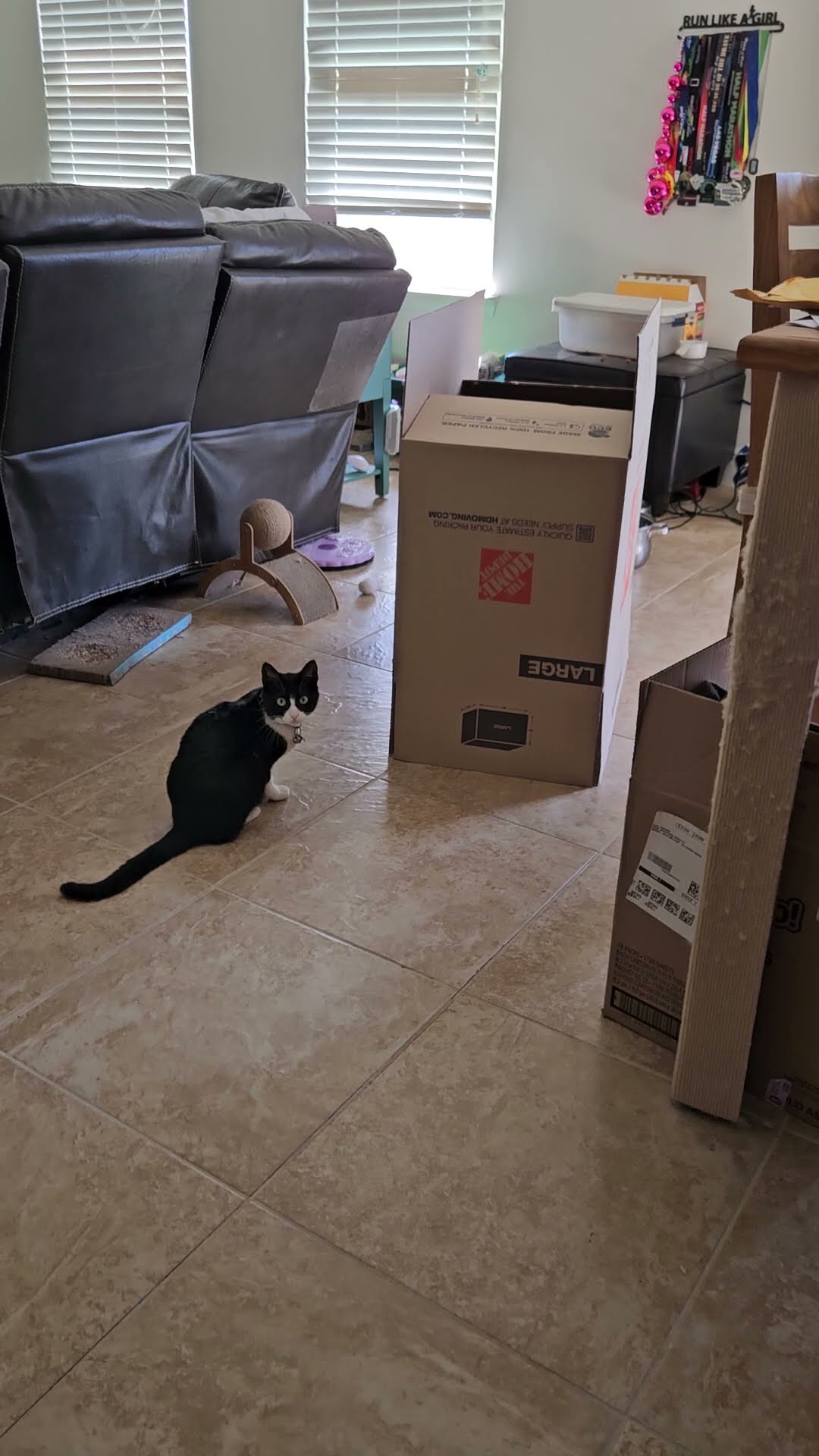 Cat Paw Hilariously Shuffles Haunted Moving Box || ViralHog