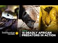 Animal Behavior and Adaptations