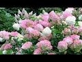 ГОРТЕНЗИИ МЕТЕЛЬЧАТЫЕ. ЧАСТЬ 3. КРАСИВЫЕ И РЕДКИЕ СОРТА.  Hydrangea paniculata. Rare varieties.