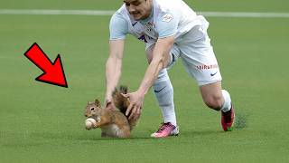 Animal Interference Moments In Sports