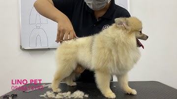 Hướng dẫn cắt tỉa lông Phốc sóc cực đẹp | Dạy nghề cắt tỉa lông chó | How to grooming for pomeranian