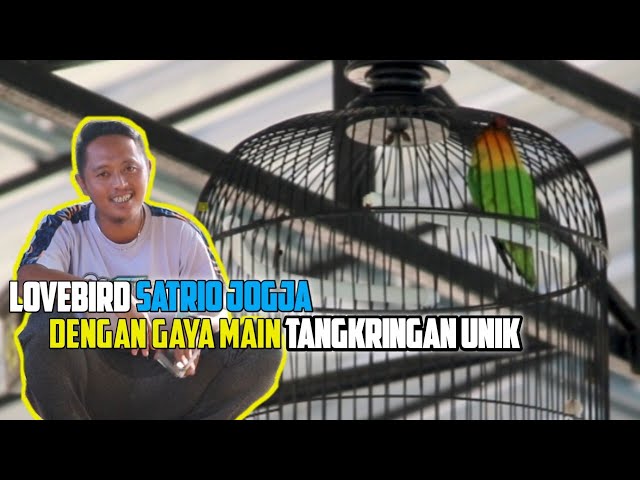 LOVEBIRD CJ7 GAYA MAIN UNIK MILIK SATRIO JOGJA - KENARI VS LOVEBIRD CHAMPIONSHIP KOTA MADIUN class=