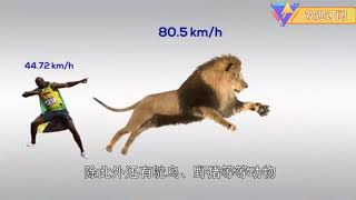 人类百米可以跑进9 6秒，这个记录在动物界算什么水平？