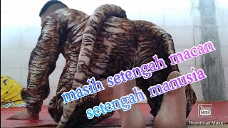 unboxing kostum macan || baju macan macanan