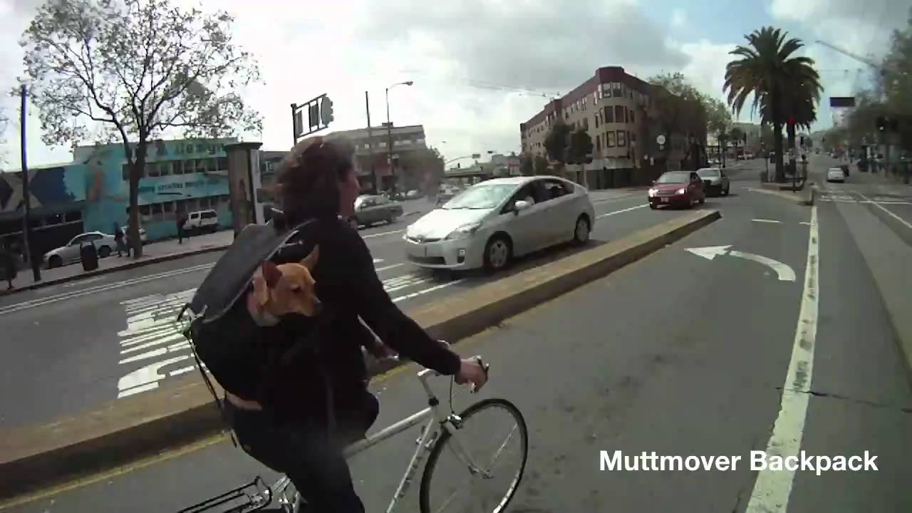 timbuk2 dog backpack