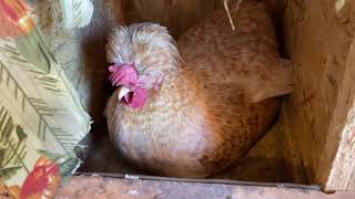 Чем кормить цыплят чтобы первое яйцо было в 4 месяца Сорта арбуза