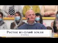 Росток из сухой земли / Проповедь