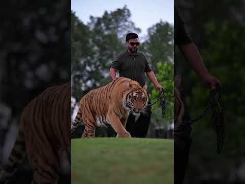 Big Tiger Loves to Walks in Chain | Nouman Hassan