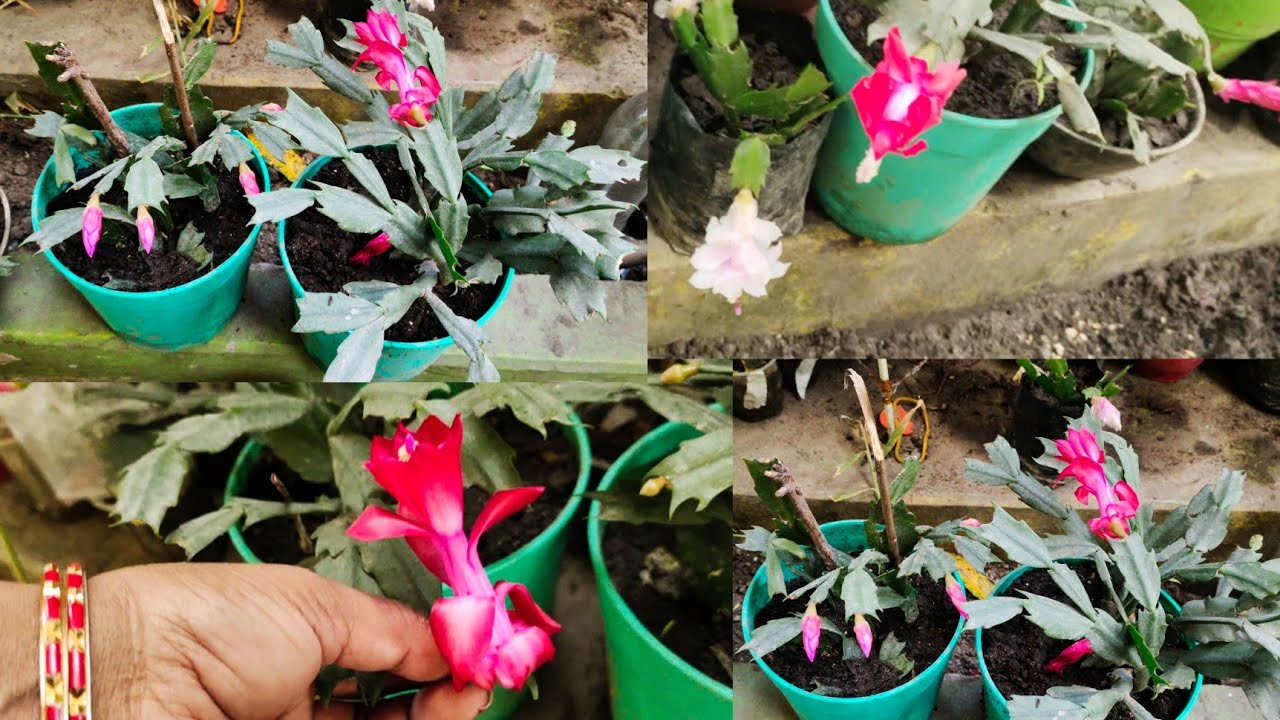 christmas cactus plant soil mixture | christmas cactus plant care