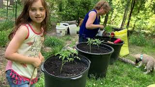 Planting Tomatoes in Buckets #suburbanhomestead #tomatoes #gardening