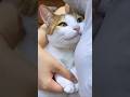 ネッコさん見て癒されたら寝ろｗｗｗ #動物 #猫
