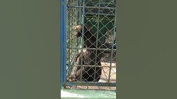 Gấu ở trại rắn đồng tâm