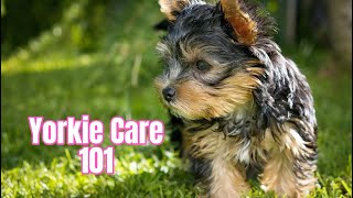 Yorkshire Terrier Care Guide 101