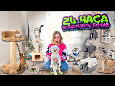 24 ЧАСА В СЕКРЕТНОЙ КОМНАТЕ КОТОВ | УЗНАЛИ ВСЕ ТАЙНЫ