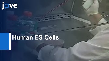 Human ES Cells: Starting Culture From Frozen Cells l Protocol Preview