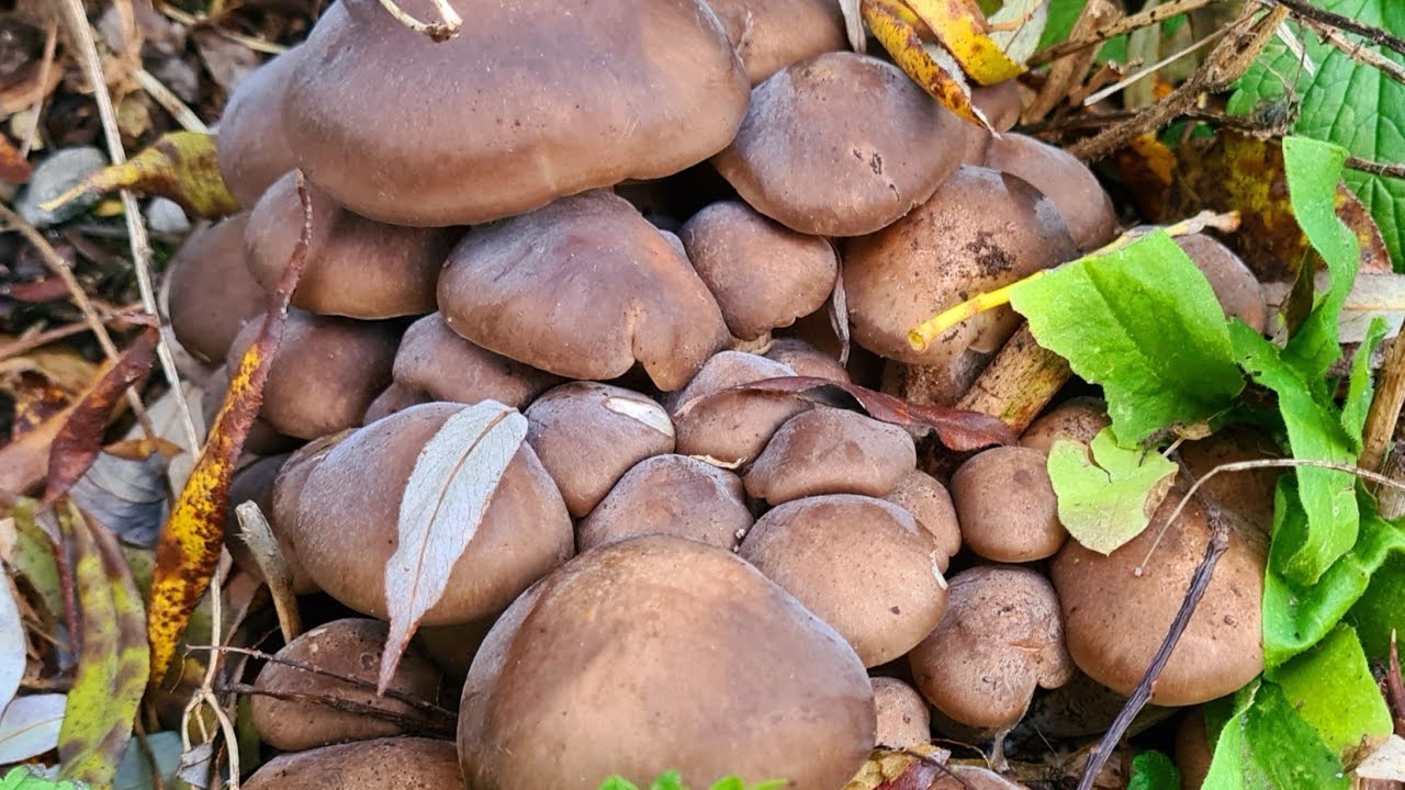 วันนี้เก็บเห็ดดำหวานมีแต่กอสวยๆงามๆตะมุตะมิไปลุยกันเลยคะ🍄🍁🍂🍃🍁