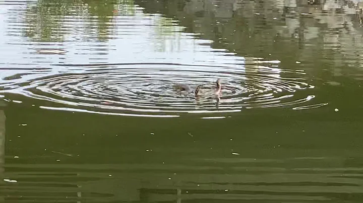 cottonmouth snake mating in water