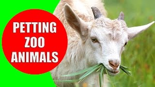 THE PETTING ZOO ANIMALS - Children's Zoo Farm | Animal Sounds for Children to Learn by Kiddopedia