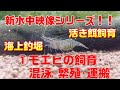 無料ダウンロード モエビ 飼い 方 315932-モエビ 飼い方