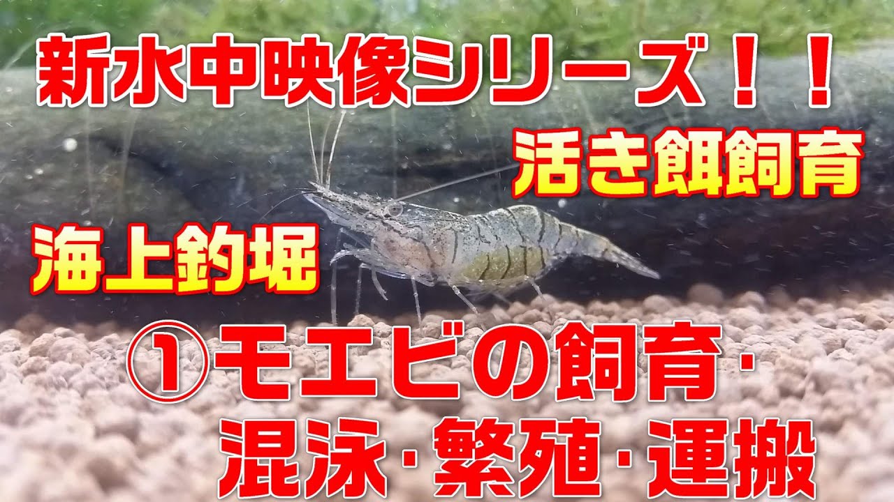新水中映像シリーズ 海上釣堀 活き餌飼育 モエビの飼育 混泳 繁殖 運搬 Youtube