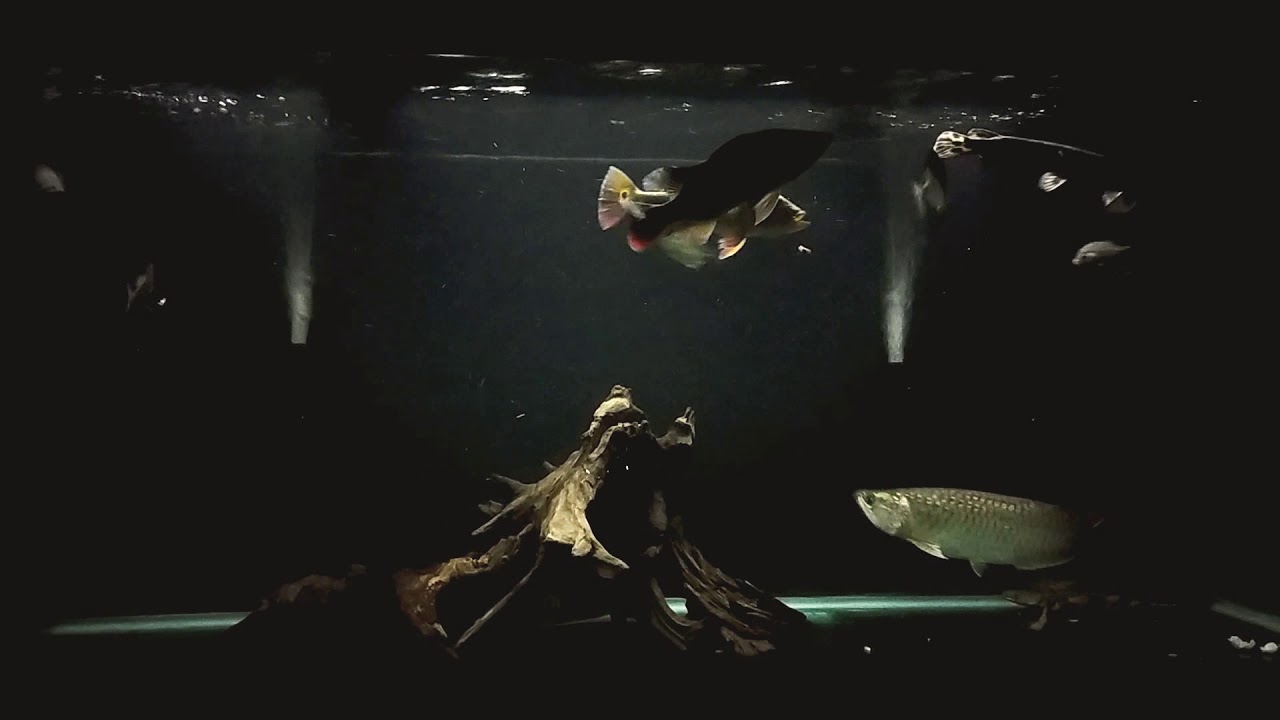 camera iphone 8 plus apk Predatory comm tank Feeding clip